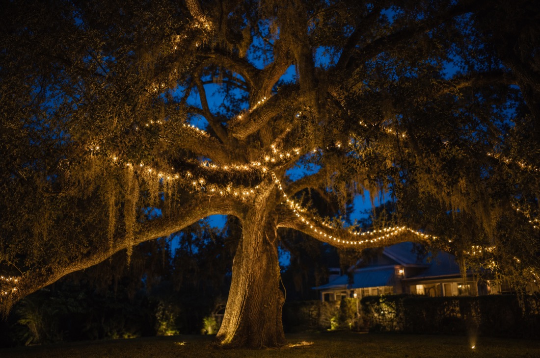 Live oak canopy - design reference